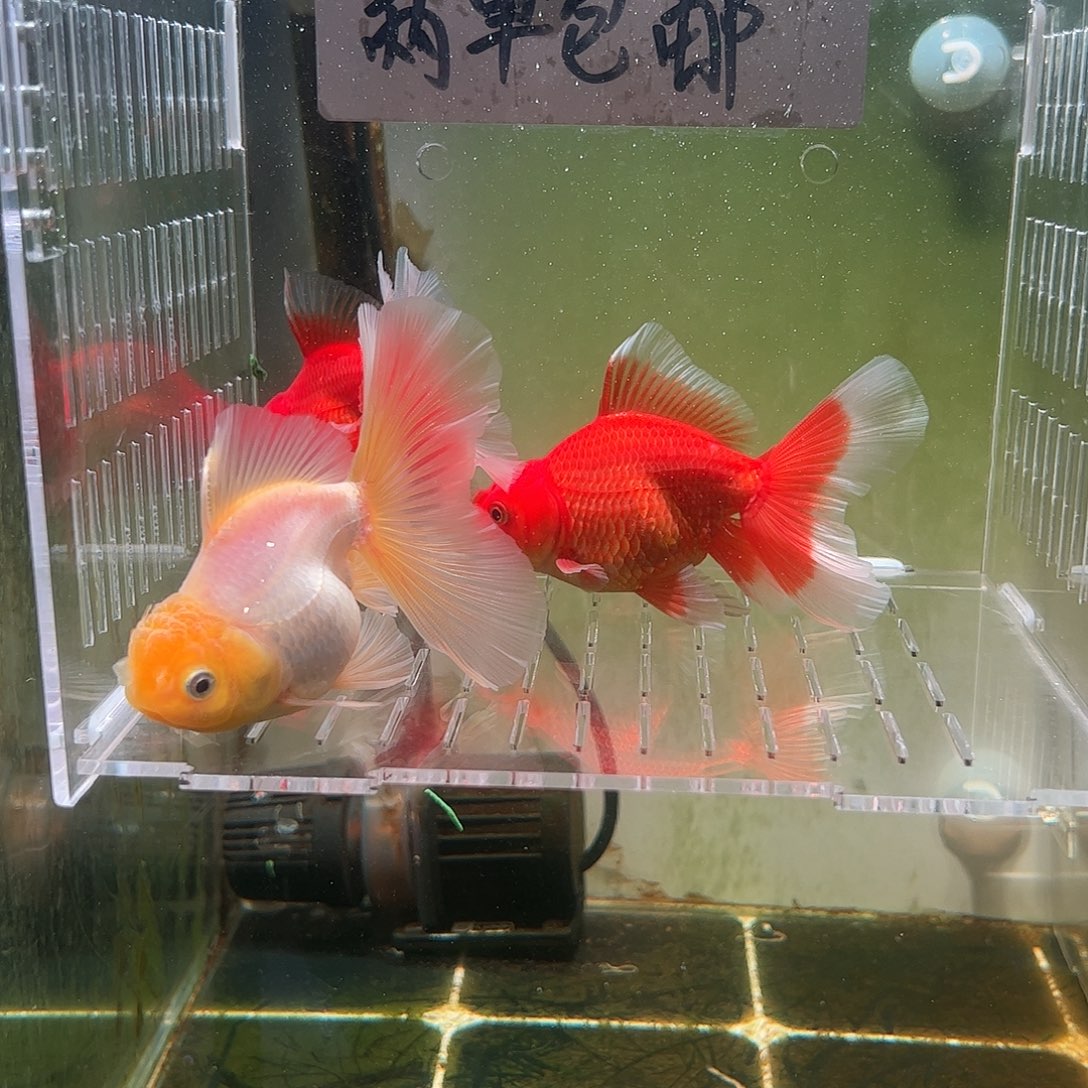 金鱼百褶泰狮亚成31