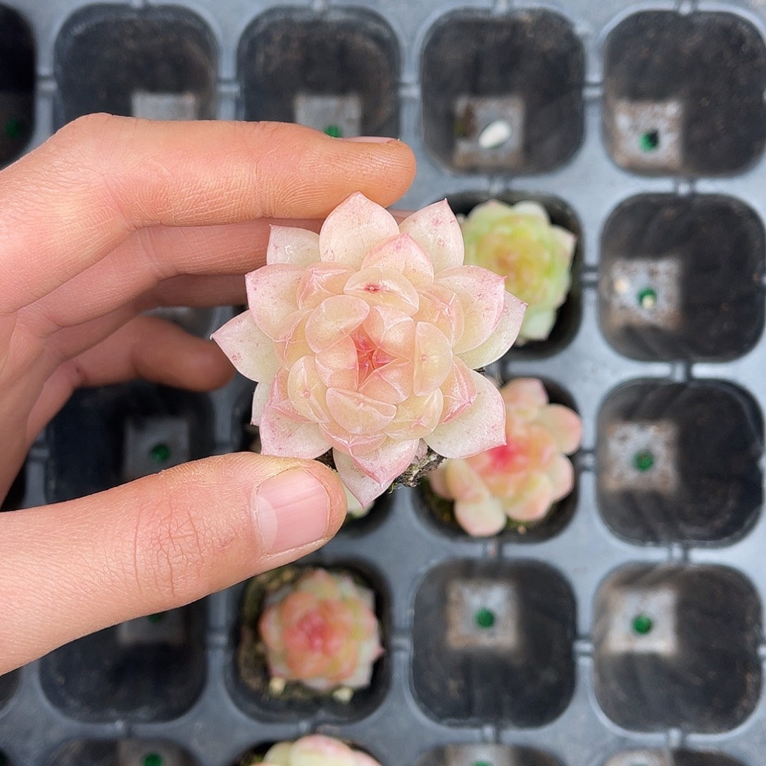 多肉杂交一物一拍1-127