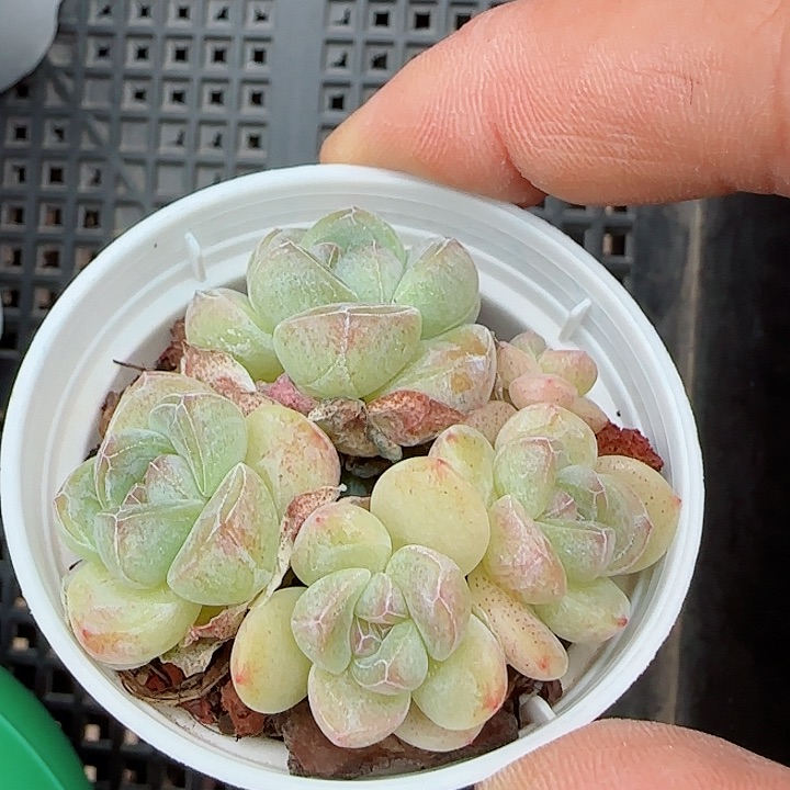 【闪购商品】0524-130