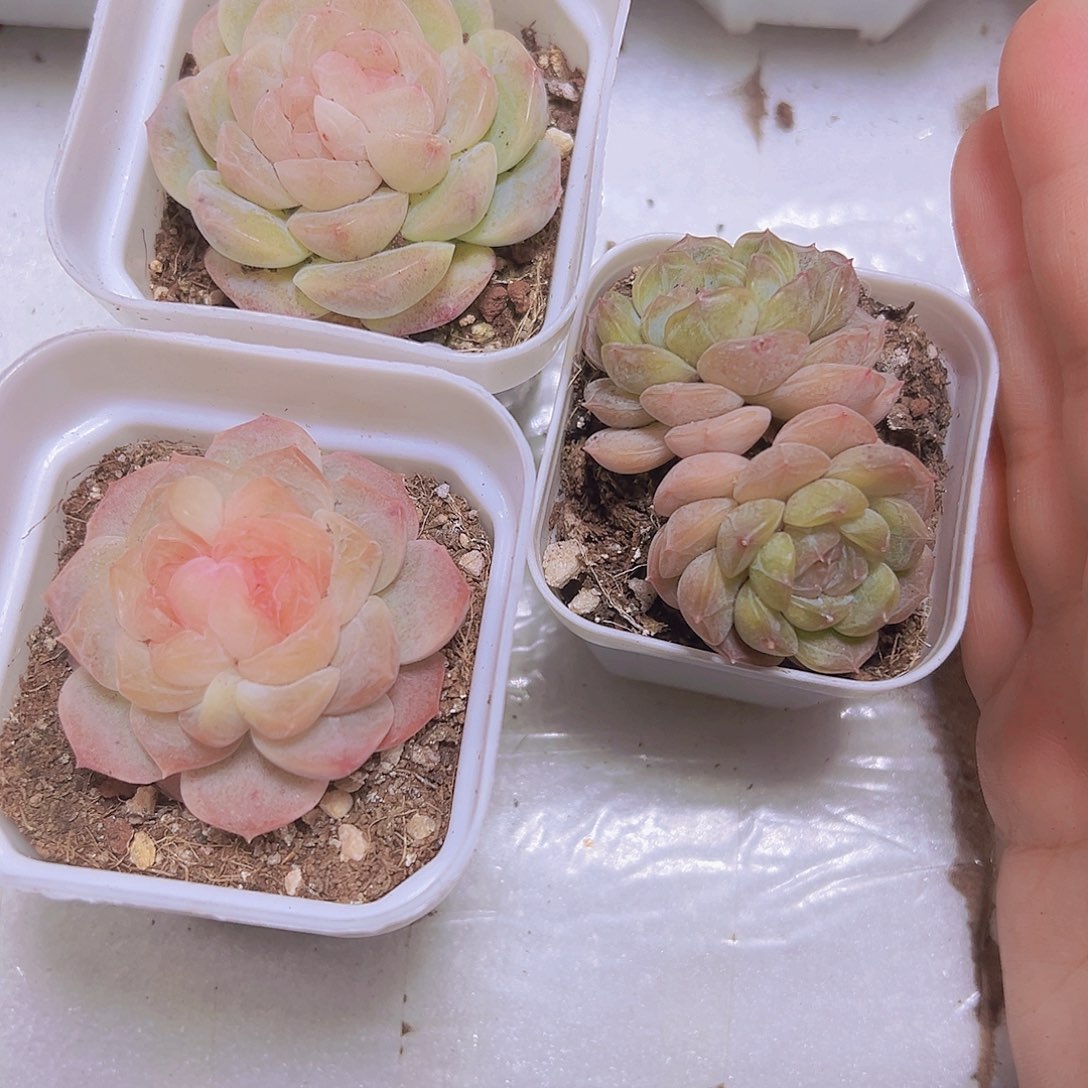 双眼皮组合3盆19包邮