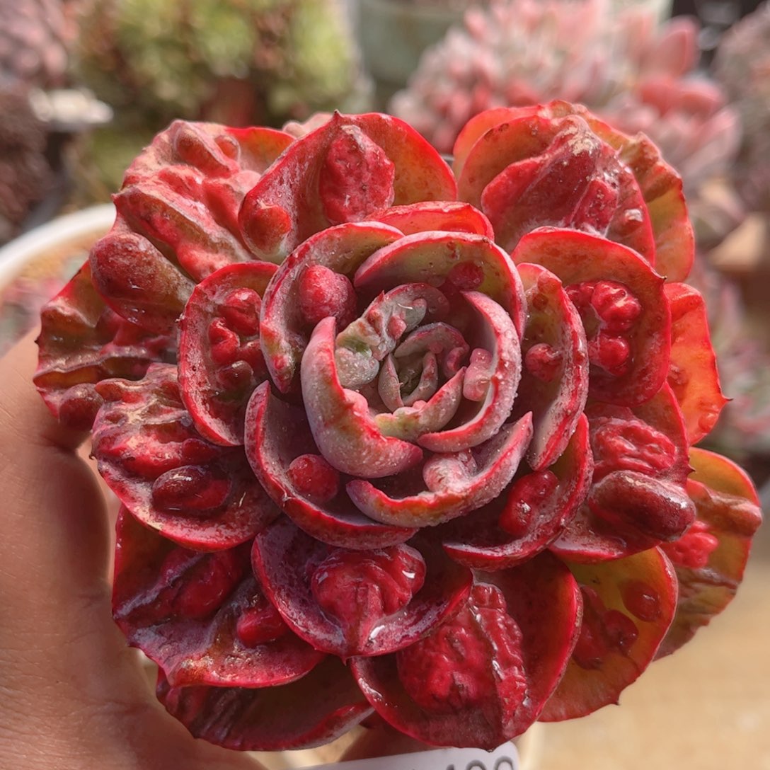 400雨滴锦德华多肉