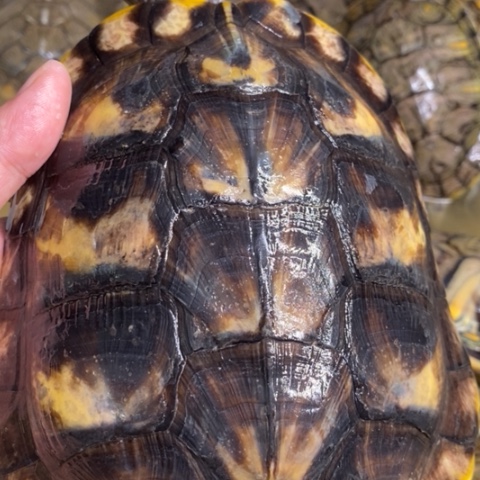 绿毛龟母黑巴母一个