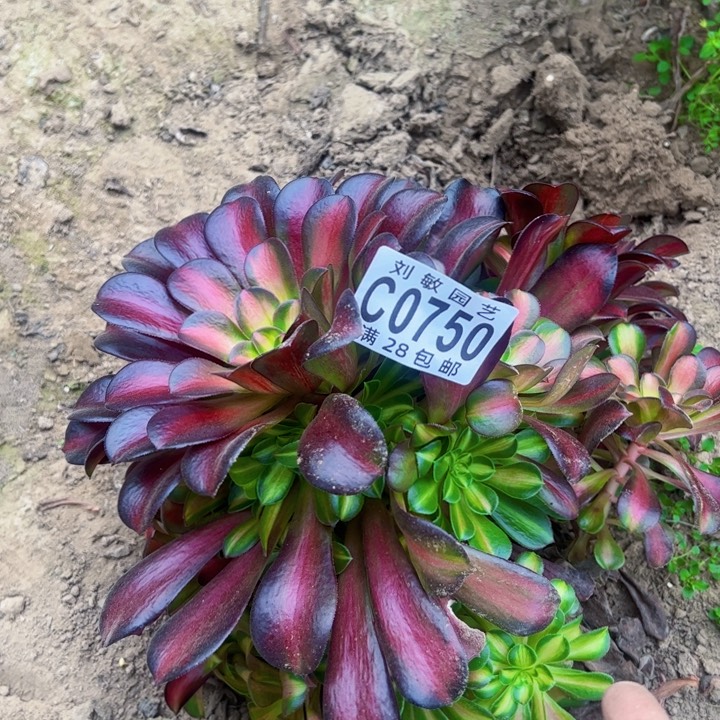 晨*0750多肉植物法师法师