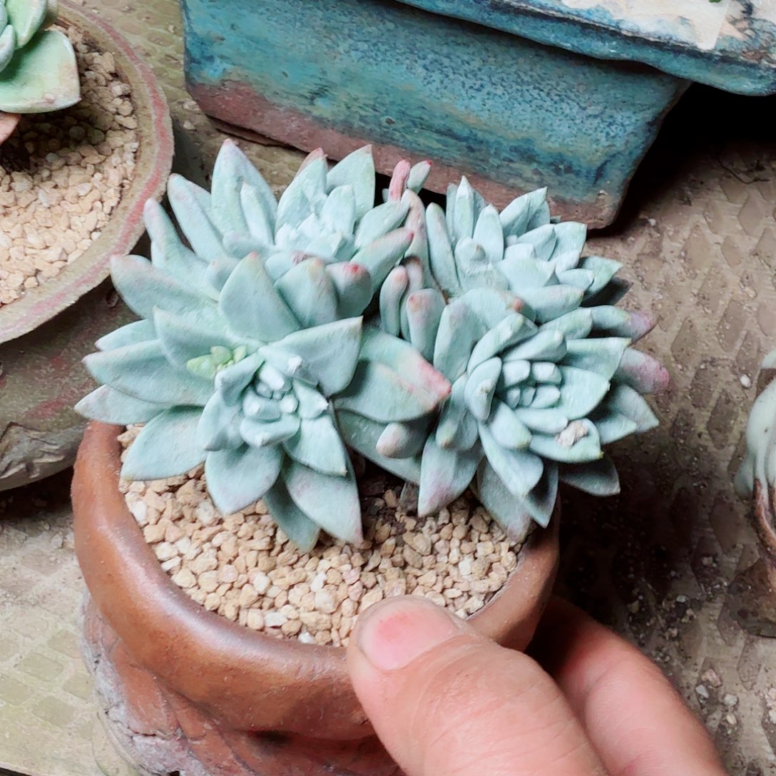 6435刘丹杂交多肉