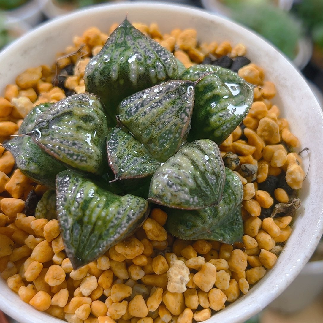 万象盆青蟹玉露多肉植物一颗