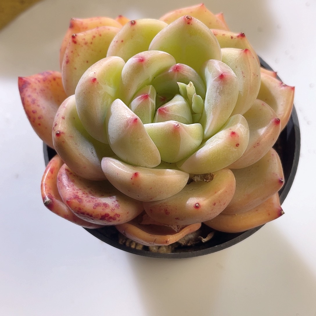 2201  夏洛 六月六