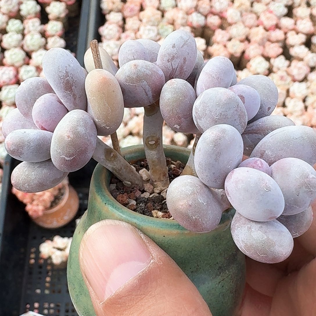 多肉蛋黄奶小朵朵老桩