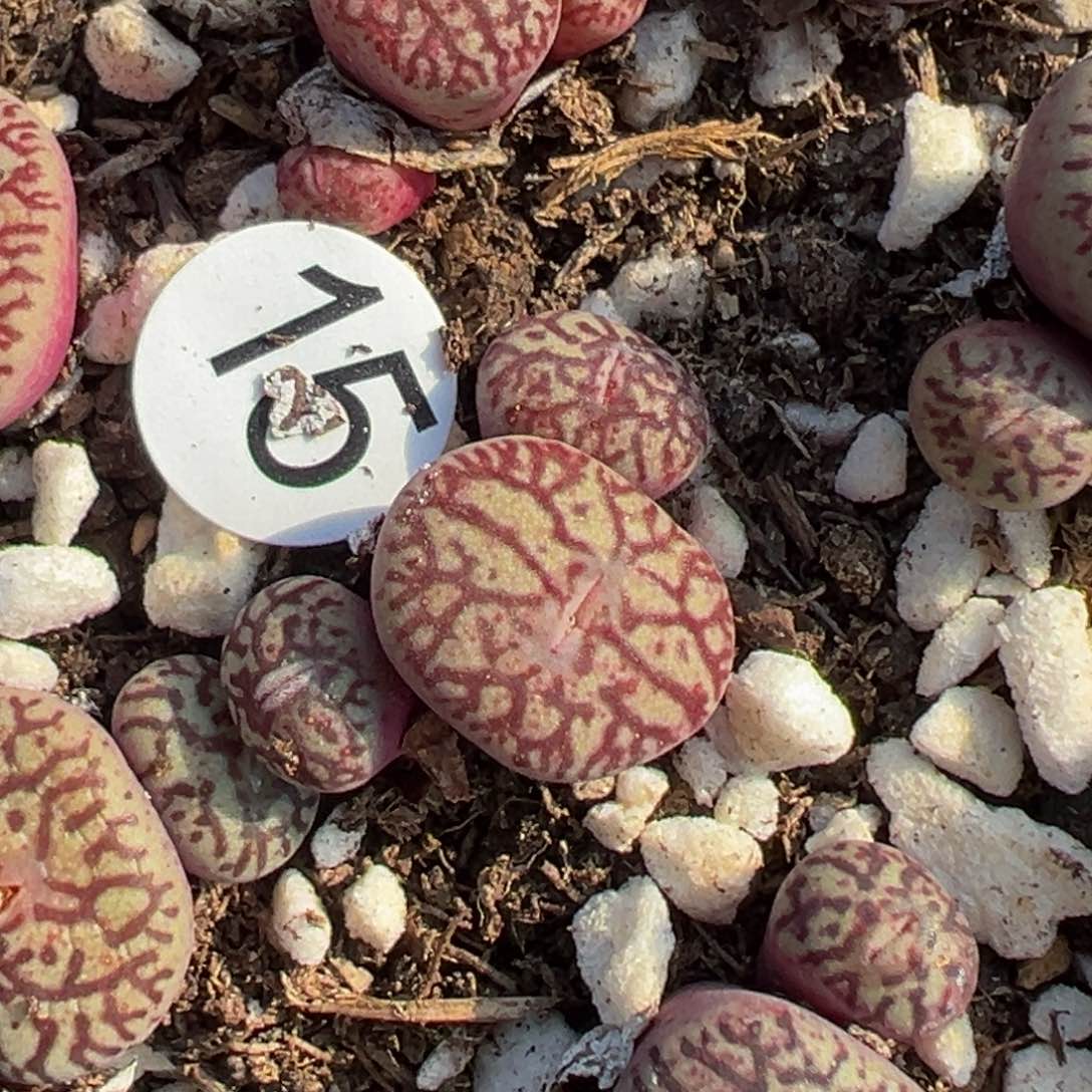 多肉植物111111111111111