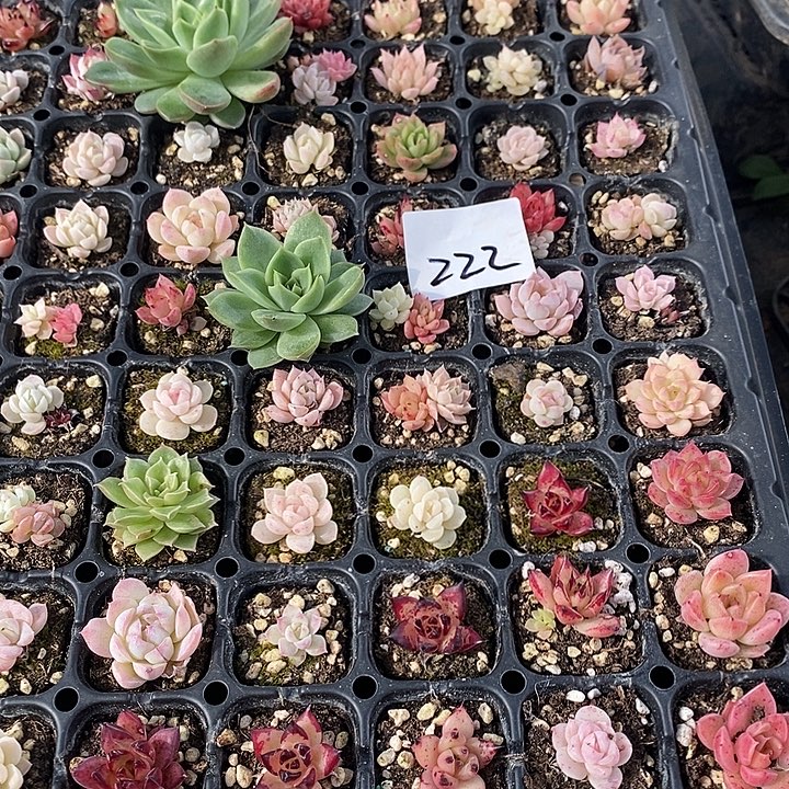 222 多肉植物盆栽花卉