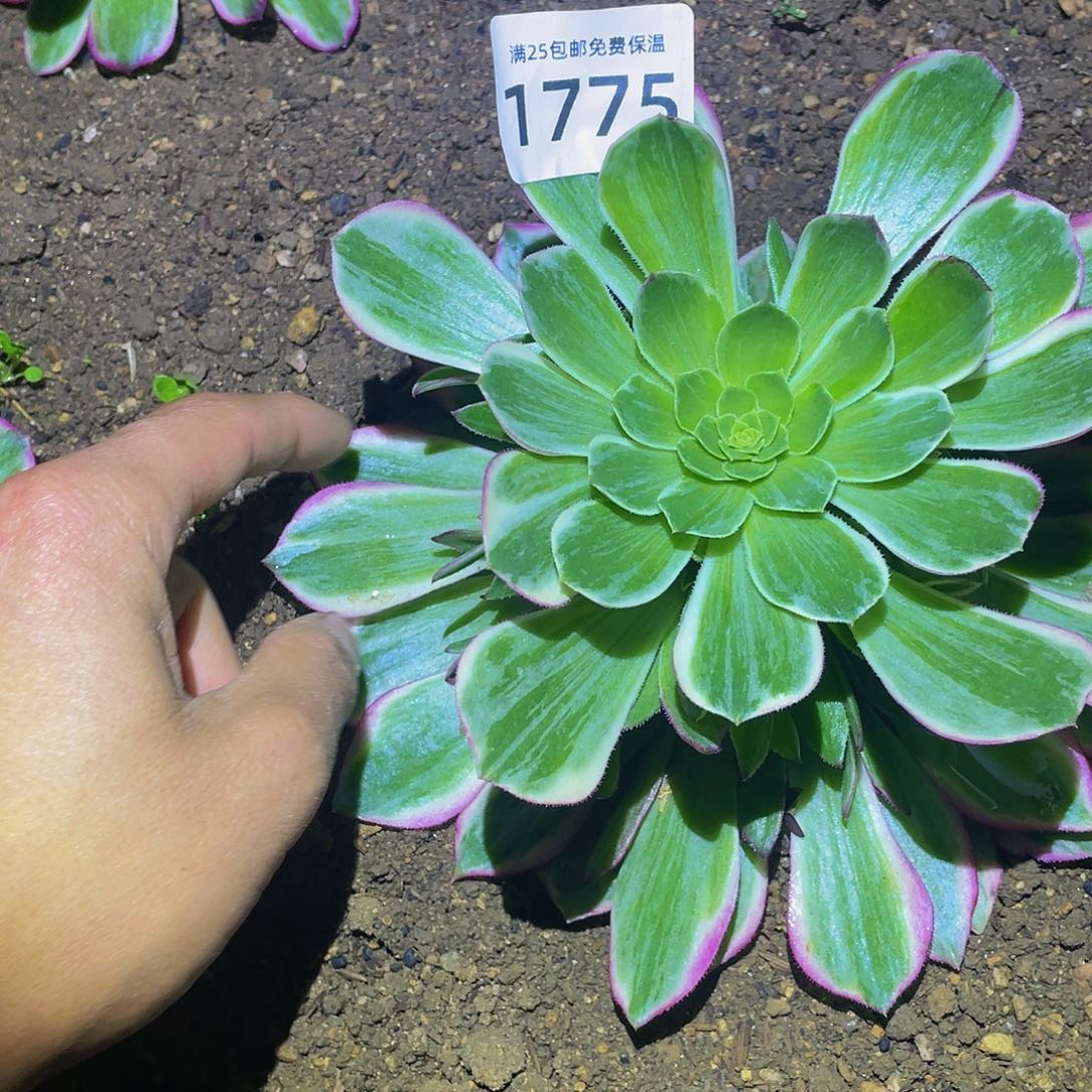 1775万彩灯多肉植物