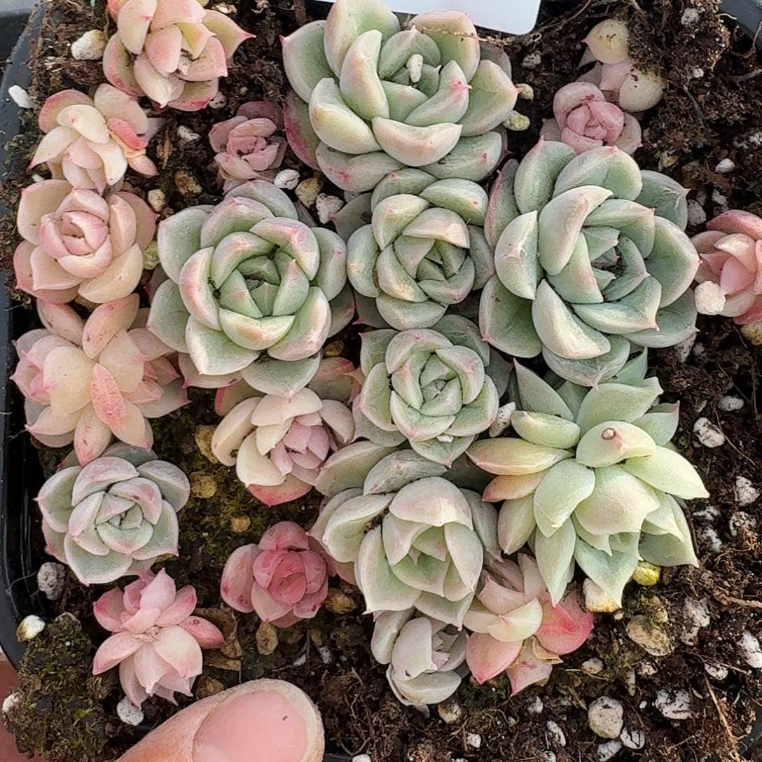 杂交新品珍妮多肉1385