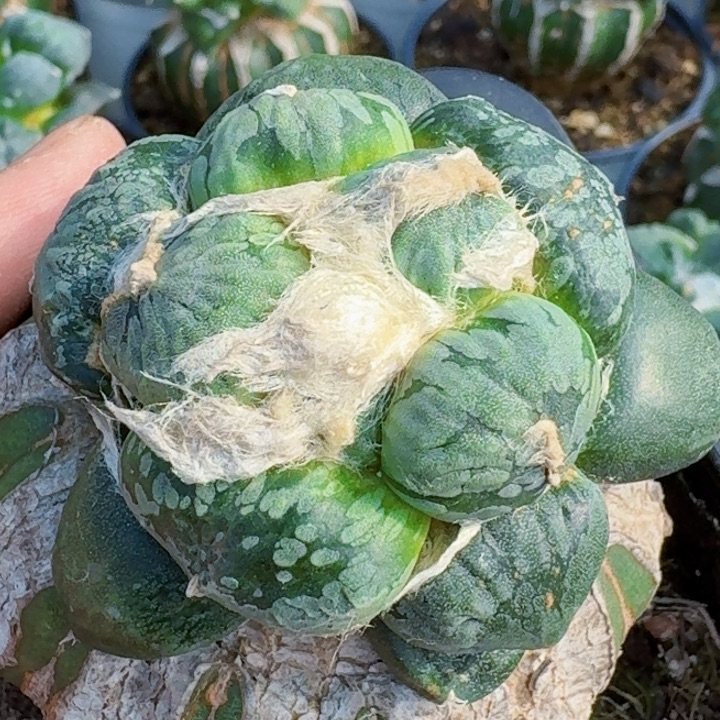 无花朵福利苗接花蛋657
