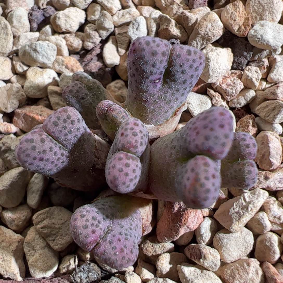 868。   斑马955d（福利）