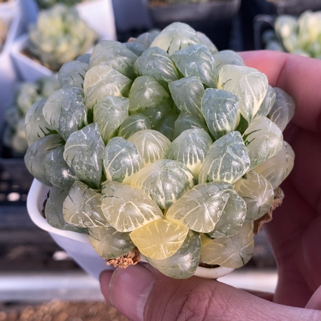 一颗湖水玉露锦 开播福利
