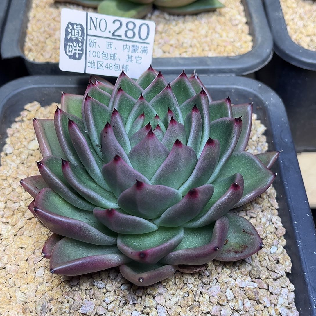 280………………………………冬云