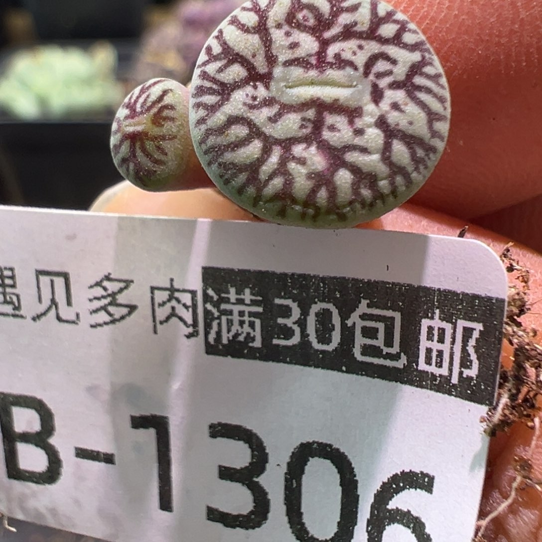 多肉植物1111111111111