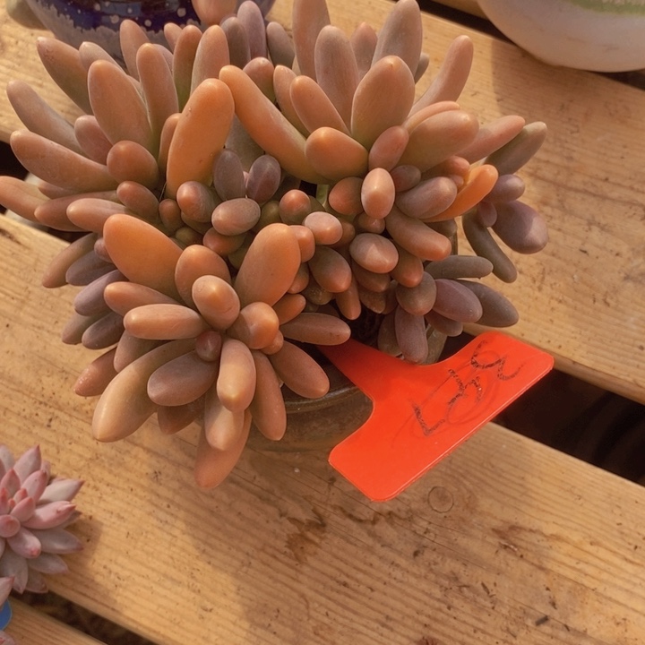 是因为她太喜欢了还是