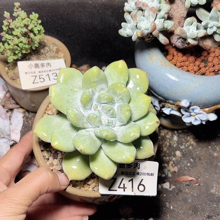 小鹿多肉福利多多416