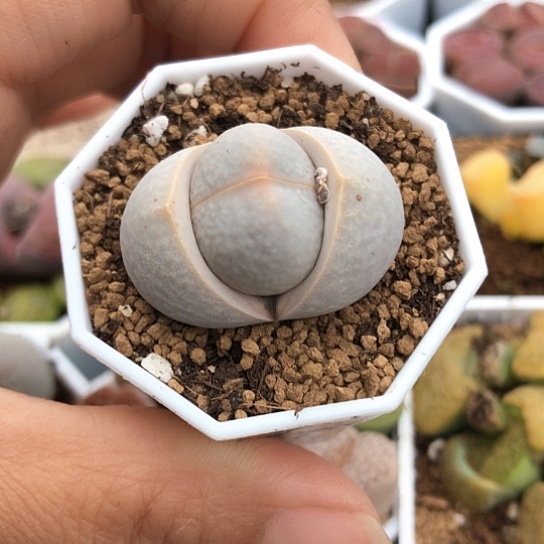 6210，高尔夫3厘米