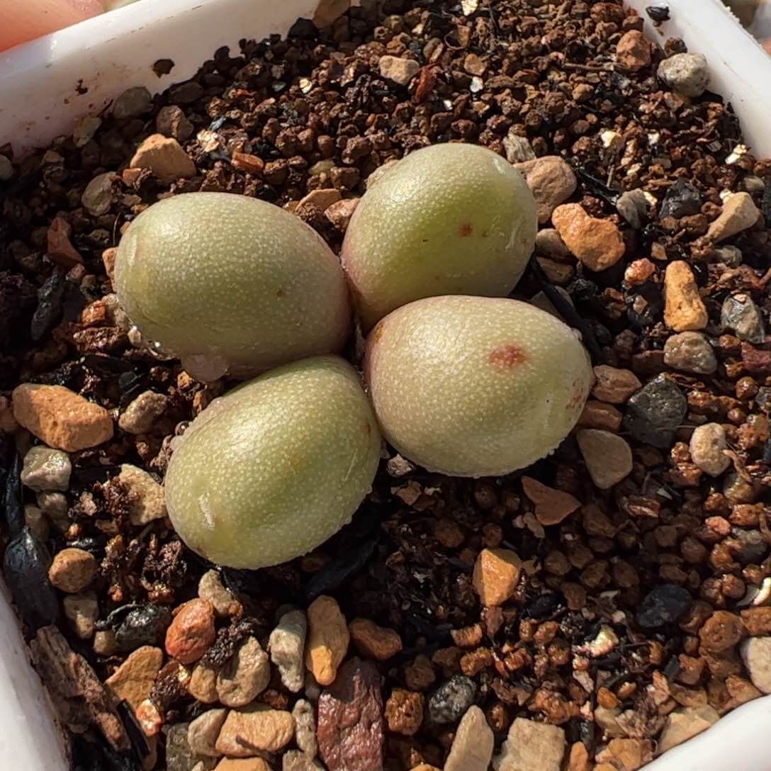 835多肉植物百科