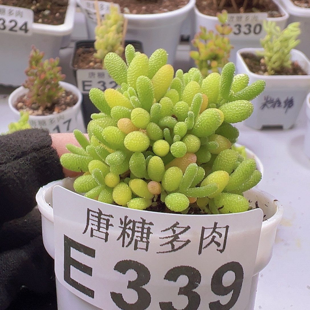 蜜橘糖球枝干番杏339