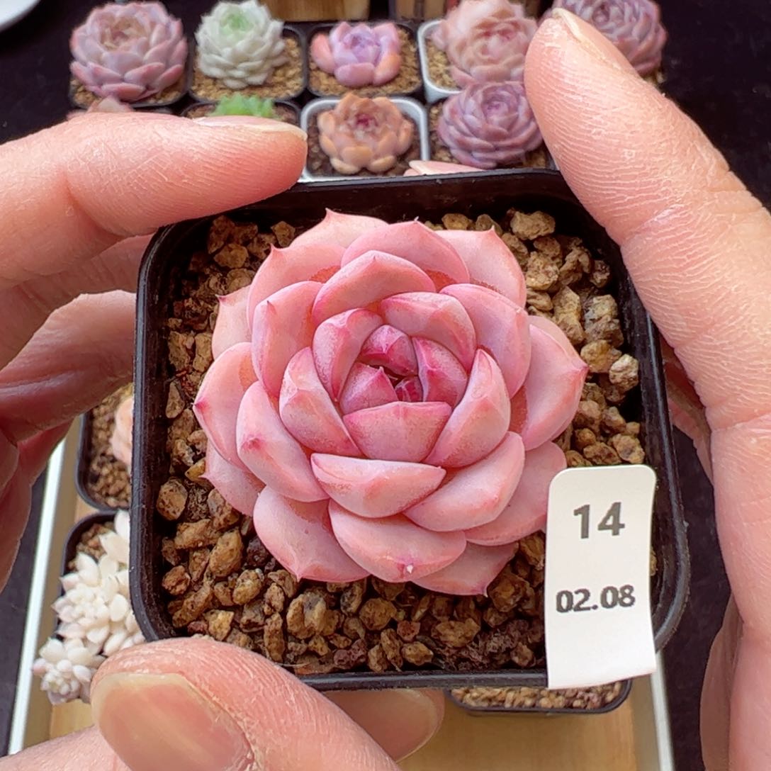 好看没名字14、哈哈