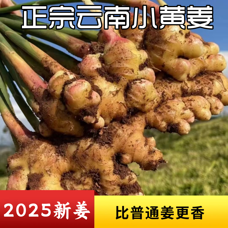 【今年新姜】正宗云南小黄姜现挖现发老姜嫩姜月子姜1/2/3/5斤包邮
