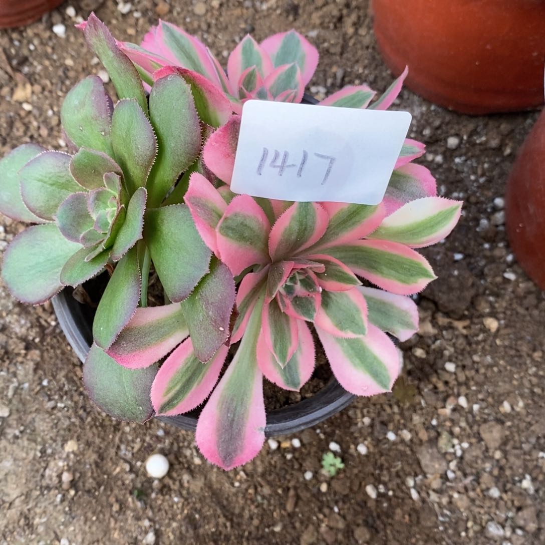 1417女巫阴阳砍过