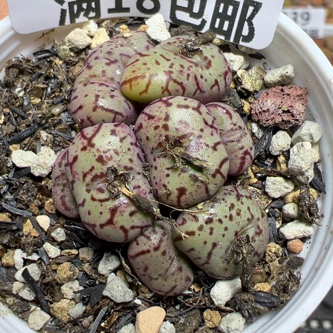 【闪购商品】 951。   