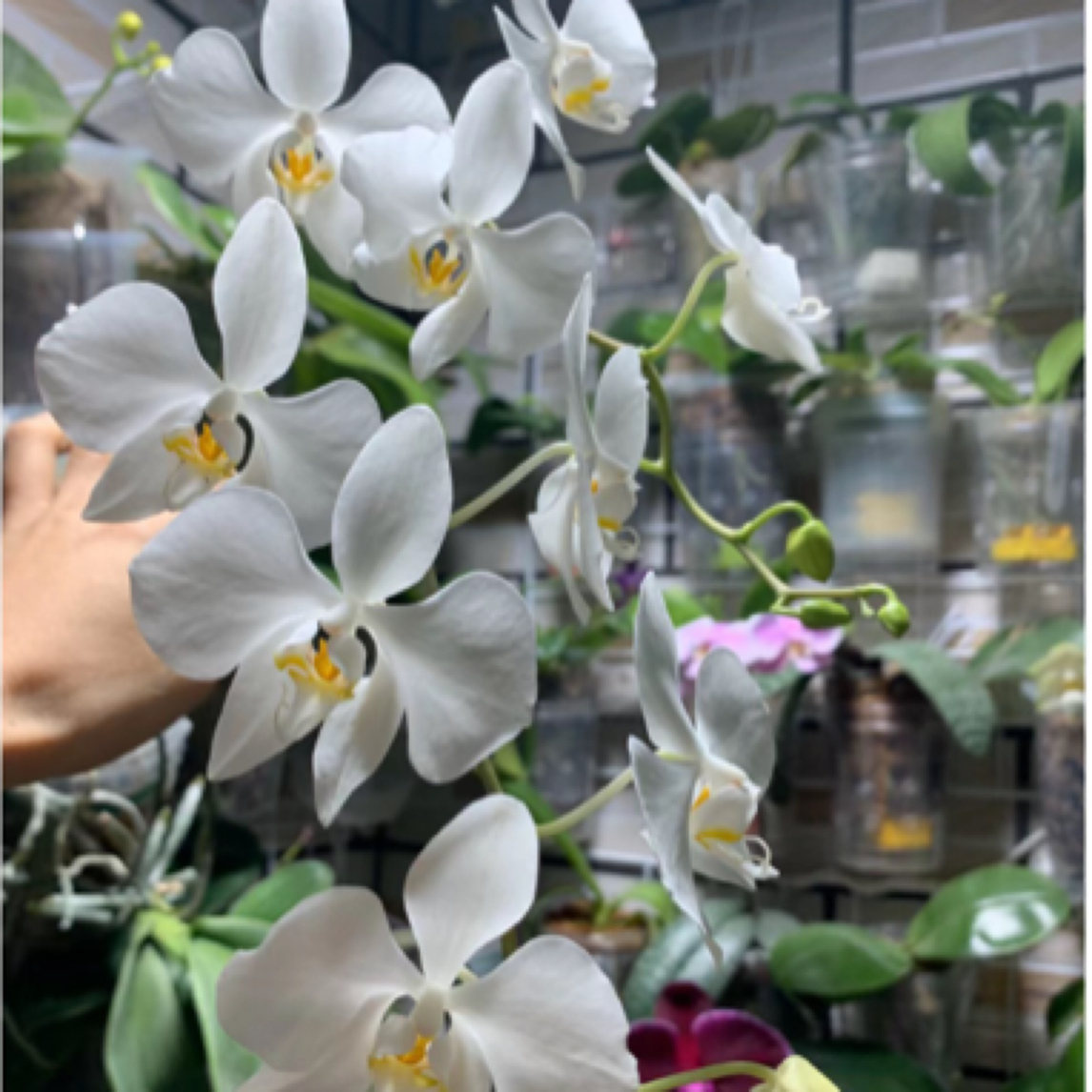 新几内亚香阿嬷 （苗）