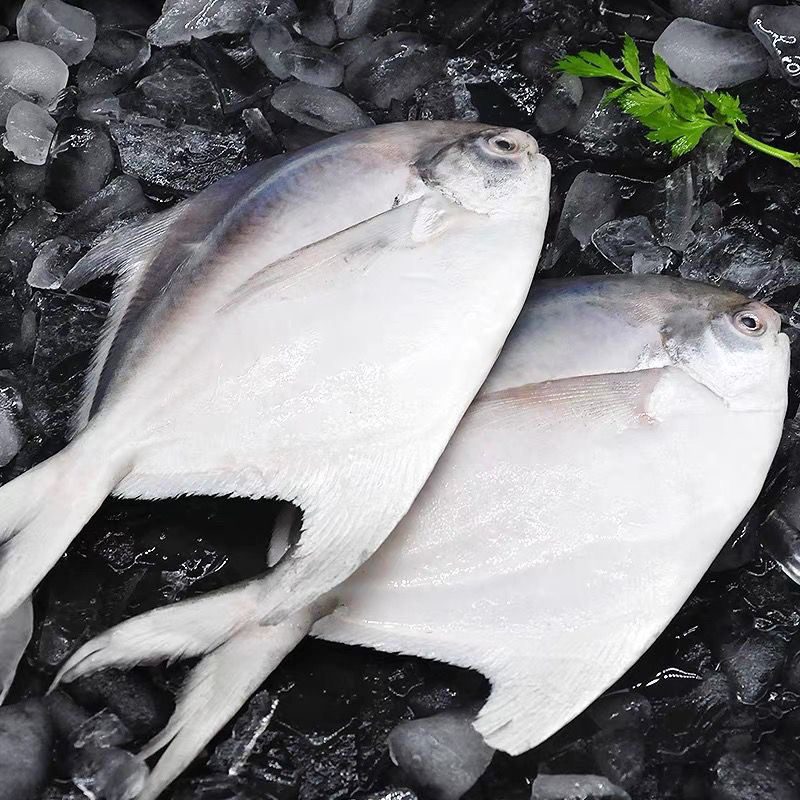 大连野生银鲳鱼 大号 四斤
