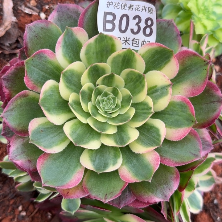 多肉法师淘宝福利