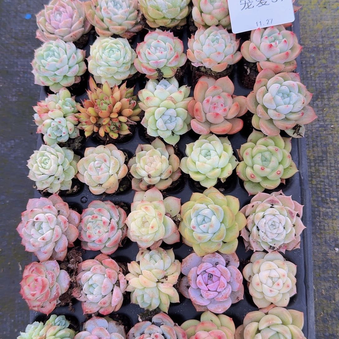 直播福利一物一拍39