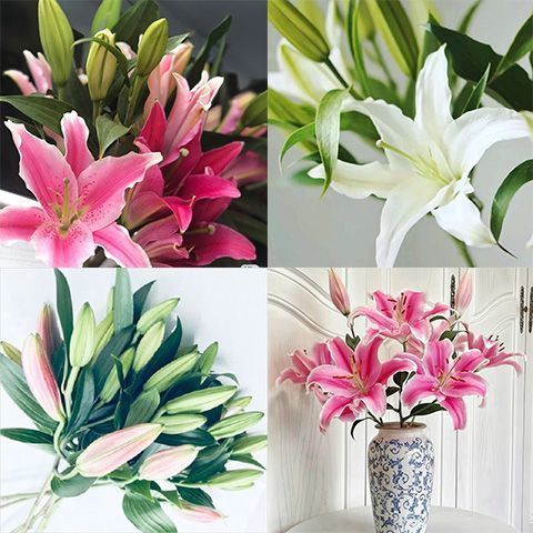 云南昆明基地香水百合鲜花水养直发同城速递家用插花