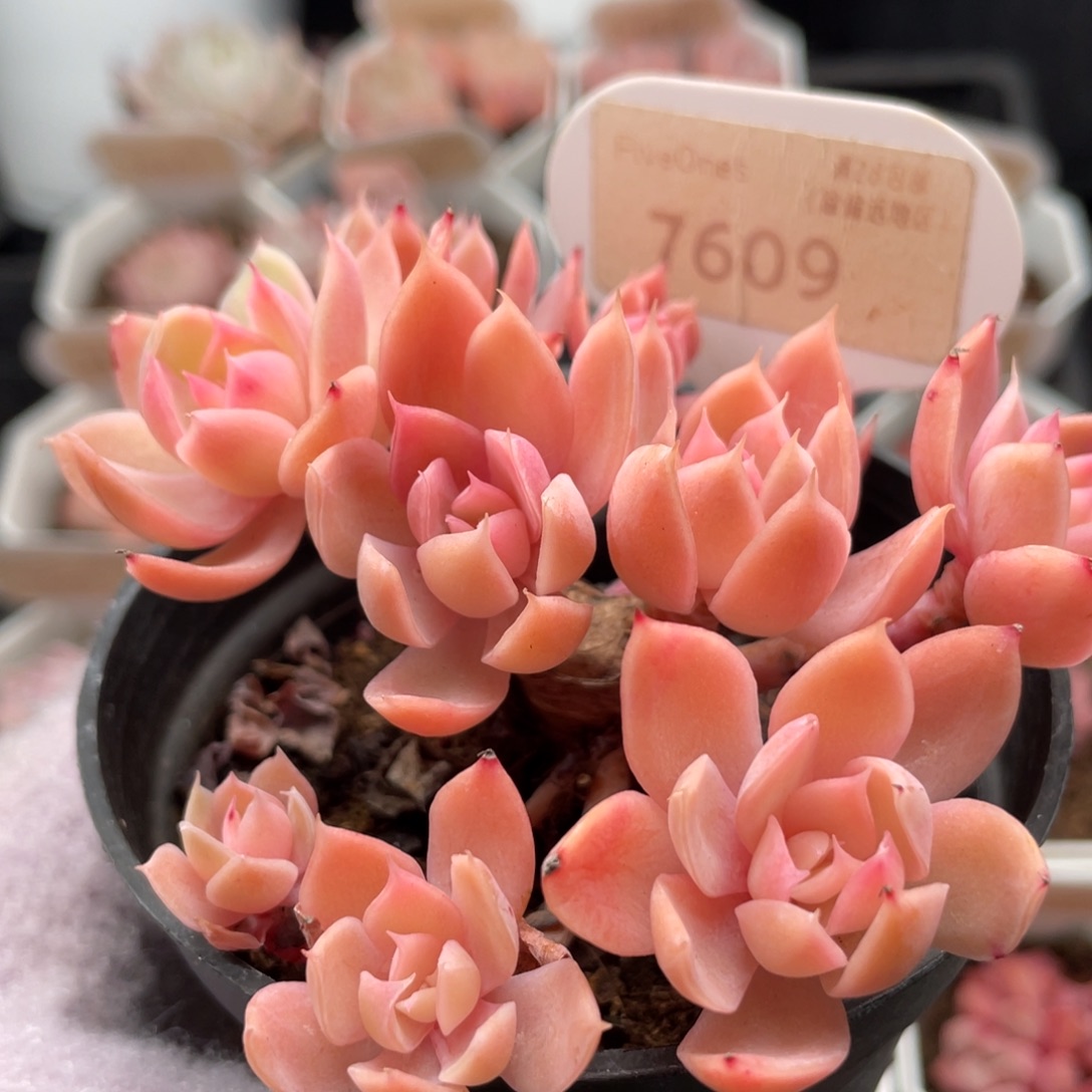 丝绸面纱7609-9.5厘米