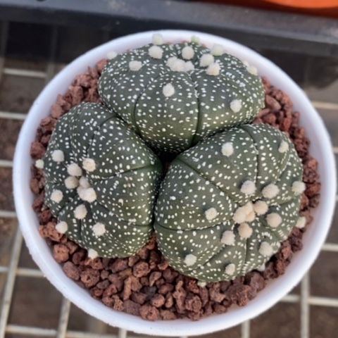 实生兜群7仙人球