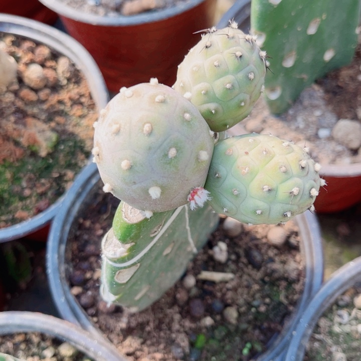 无刺习志野习志野三头