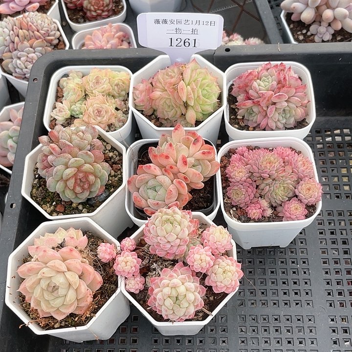 薇薇安园艺多肉1261