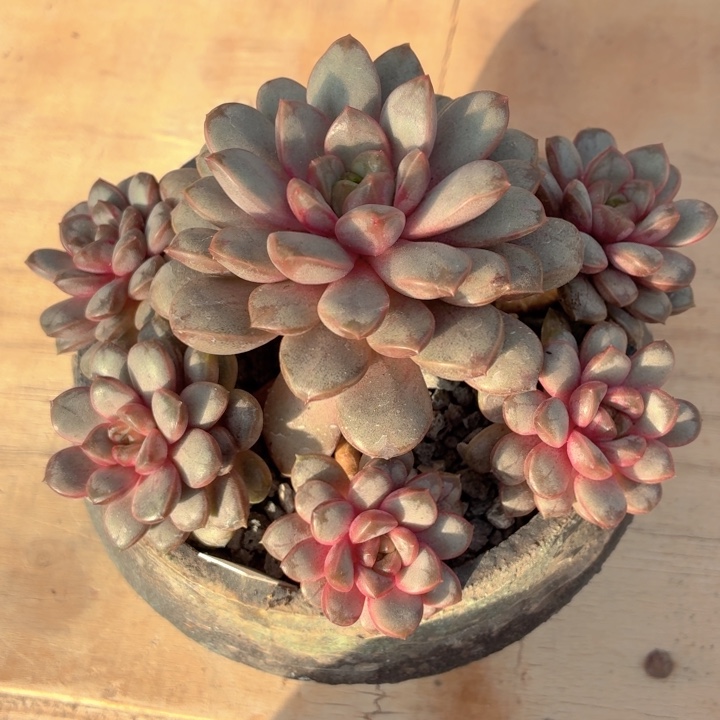 多肉植物 葡萄一物一拍-4