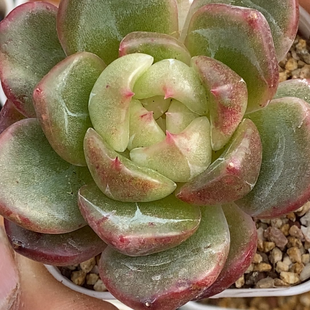 天官赐福百无禁忌