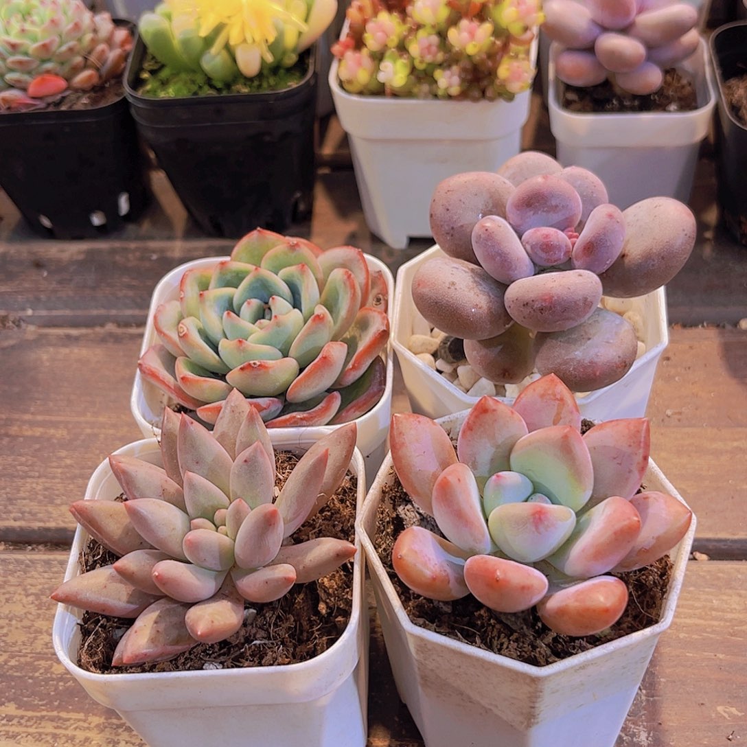 泡芙➕红蜻蜓➕奥普➕桃美人