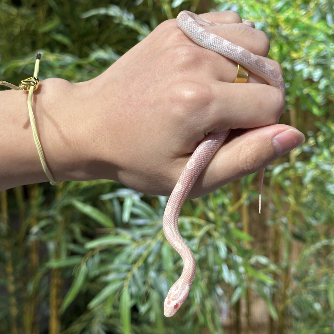 玉米三文鱼蛇 包活包开食售出不退换