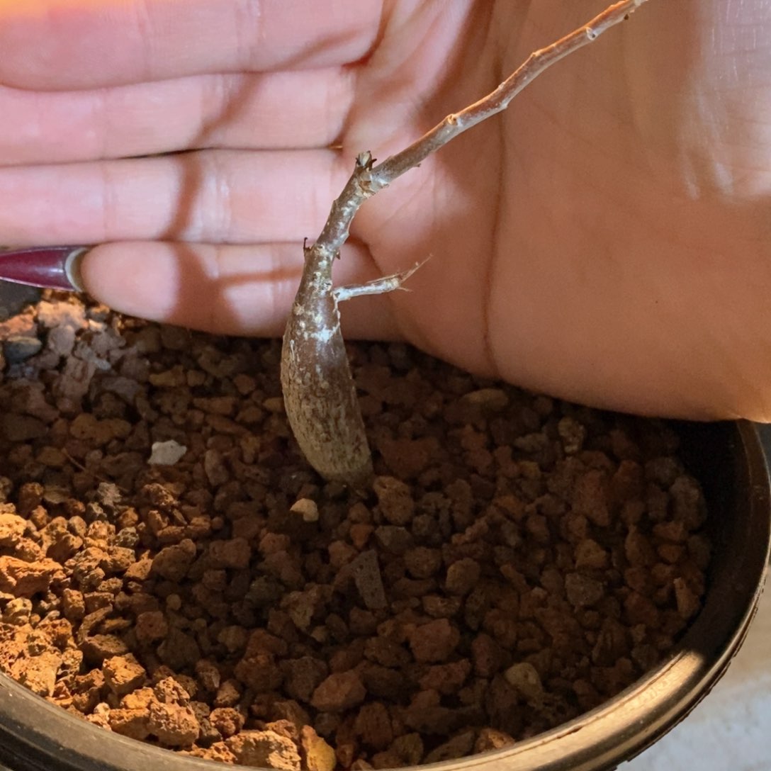 皮皮虾裂榄带盆发货