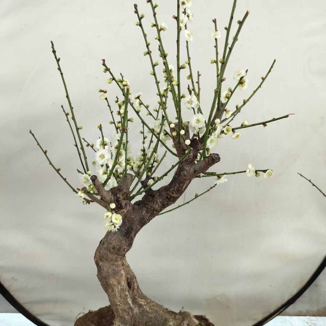 绿梅提根老桩庭院耐寒盆栽植物