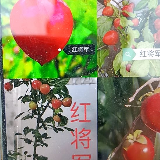 无花朵红将军根苗老鸦