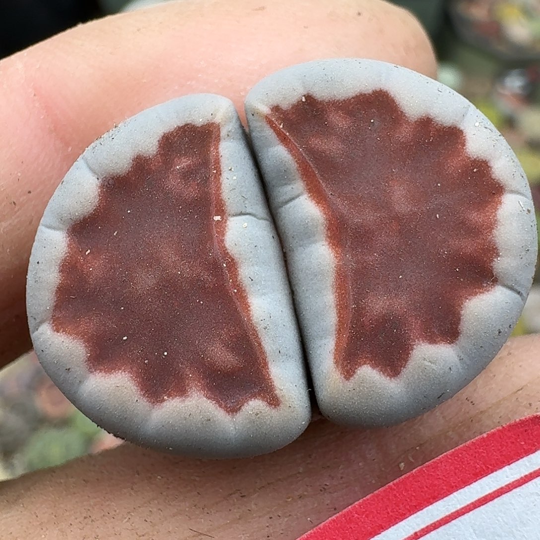 108多肉2.6厘米哈哈哈哈哈哈哈