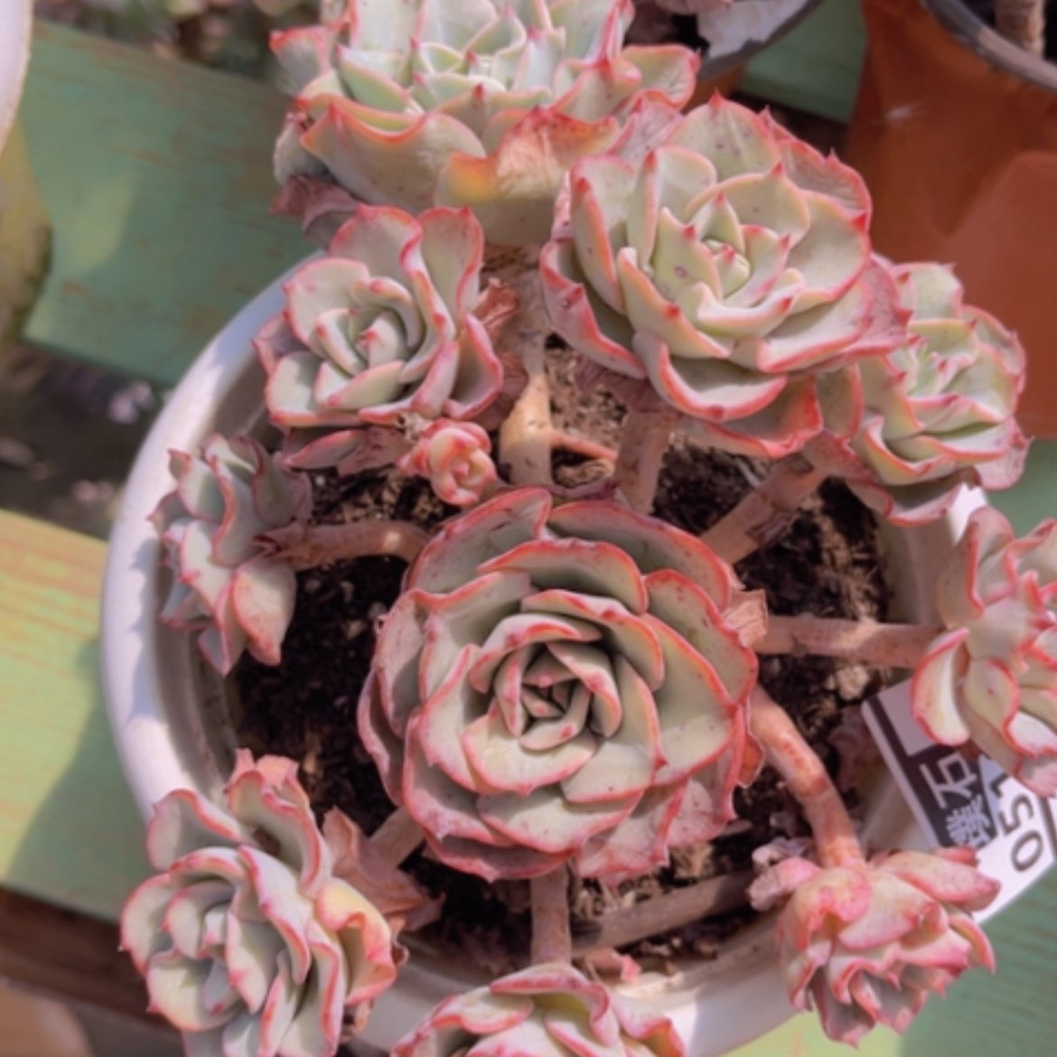 【闪购商品】奶油黄桃15160