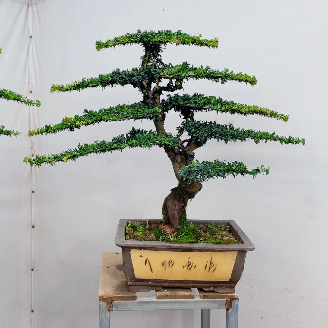 完全开放罗汉松造型艺术