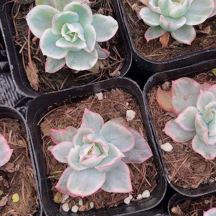 伯克利锦4.8带盆土