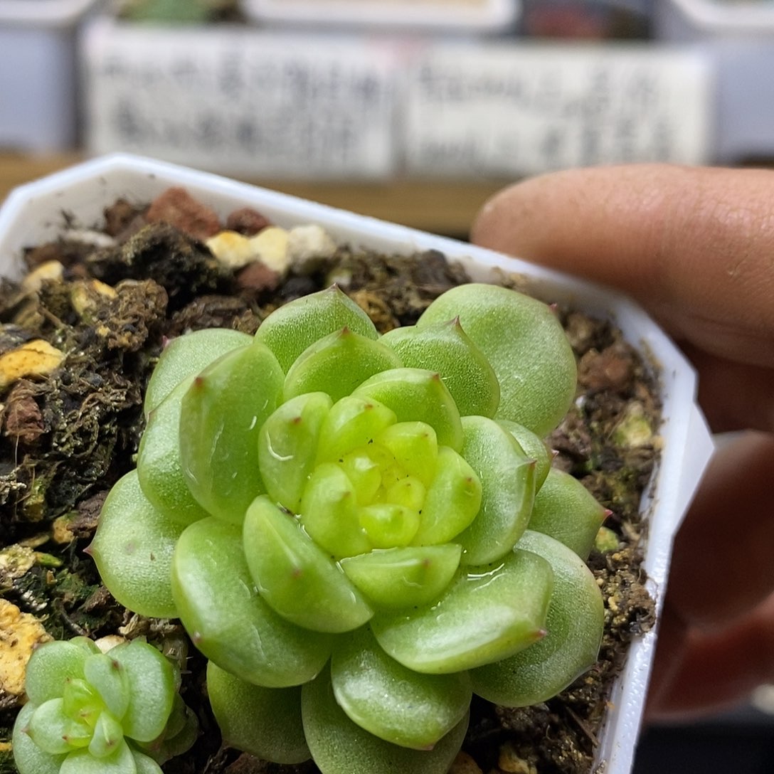 12188 灯泡珍妮带崽